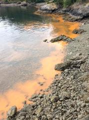 Noctiluca scintillans