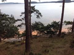 Noctiluca scintillans