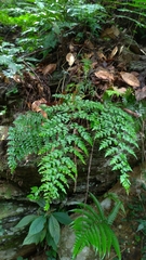 Asplenium pseudolaserpitiifolium