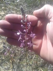 Stylidium araeophyllum