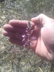 Stylidium araeophyllum