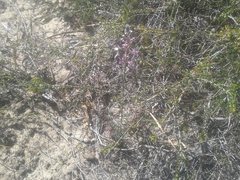 Stylidium araeophyllum
