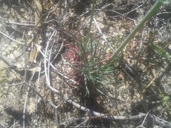 Stylidium araeophyllum