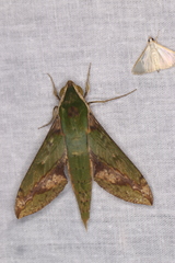 Xylophanes chiron nechus