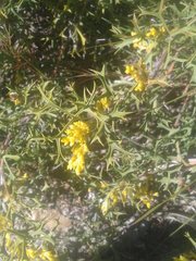 Synaphea spinulosa