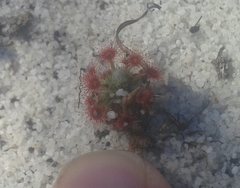 Drosera micrantha
