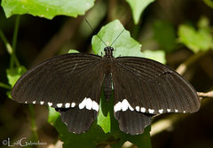 Papilio polytes alphenor