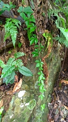 Tetrastigma obtectum glabrum