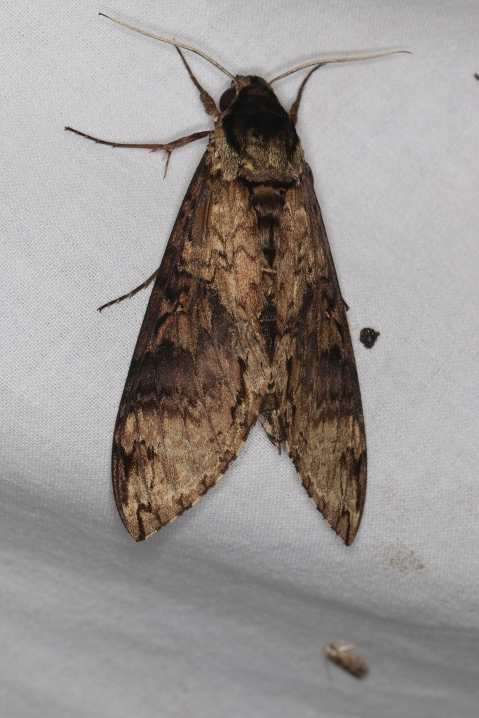Manduca lucetius