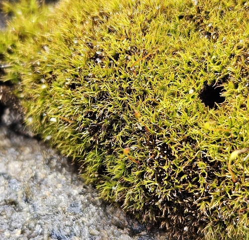 Inclined Distichium (Distichium inclinatum)