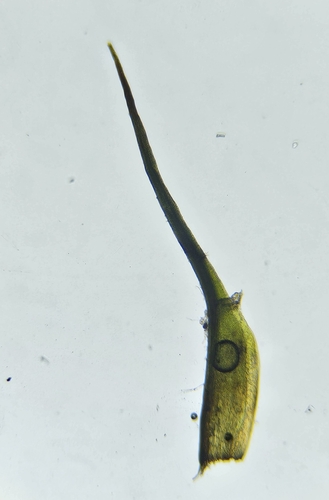 Image of Distichium inclinatum by (c) Helen Waterman, some rights reserved (CC BY)