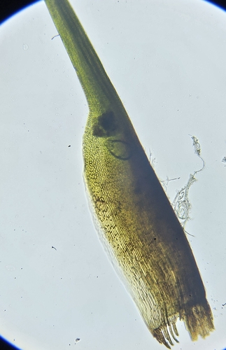Image of Distichium inclinatum by (c) Helen Waterman, some rights reserved (CC BY)