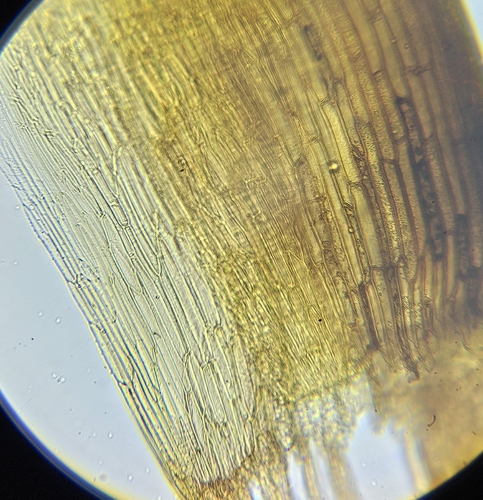 Image of Distichium inclinatum by (c) Helen Waterman, some rights reserved (CC BY)