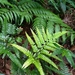 Prickly Shield Fern - Photo (c) du24, some rights reserved (CC BY-NC)