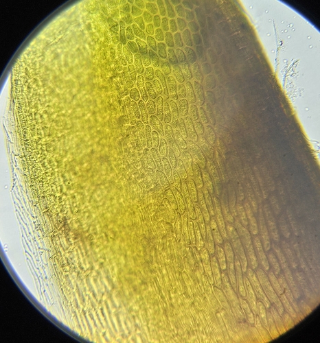 Image of Distichium inclinatum by (c) Helen Waterman, some rights reserved (CC BY)