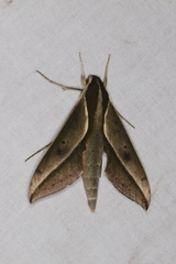 Xylophanes amadis