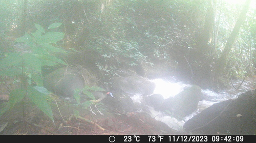 iNaturalist image