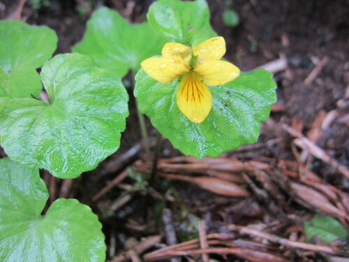Viola alliariifolia iNat (2)