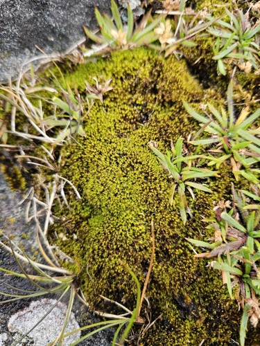 Image of Transparent Fork-Moss (Dichodontium pellucidum) by (c) Helen Waterman, some rights reserved (CC BY)