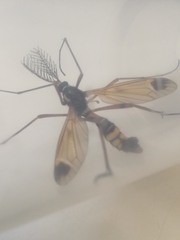 Ctenophora ornata