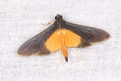 Pilocrocis metachrysias
