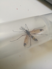 Ctenophora ornata