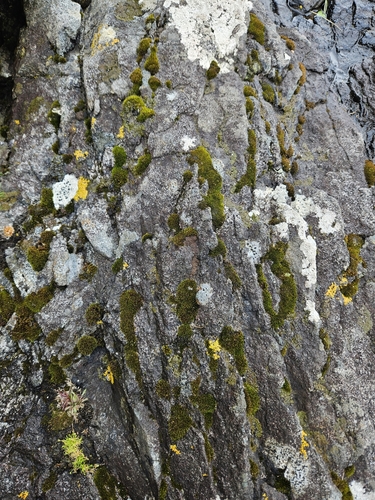 Image of Seaside Grimmia (Schistidium maritimum) by (c) Helen Waterman, some rights reserved (CC BY)