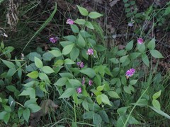 Lathyrus venetus