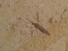 Anopheles amictus