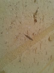 Anopheles amictus