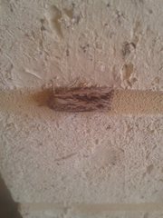 Persectania dyscrita