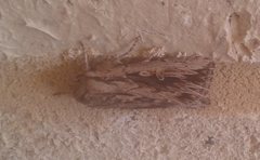 Persectania dyscrita