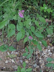 Lathyrus venetus