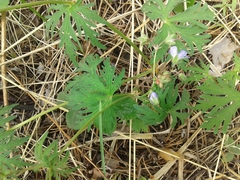 Geranium pseudosibiricum