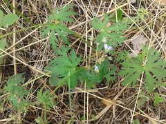 Geranium pseudosibiricum