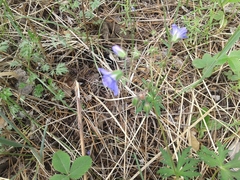 Geranium pseudosibiricum