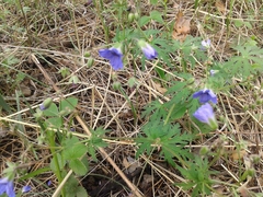 Geranium pseudosibiricum