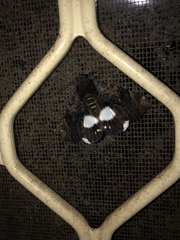 Catephia linteola