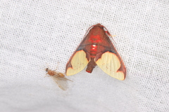 Pseudepimolis incarnata