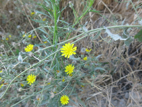 Tall Ox-tongue (Picris rhagadioloides)