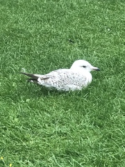 Larus