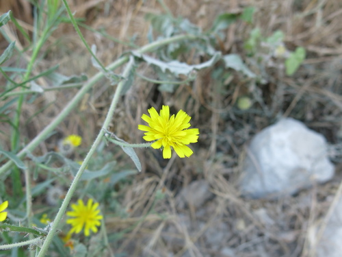 Image of Picris rhagadioloides by (c) Nachman bones, some rights reserved (CC BY)