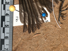 Empidonax difficilis