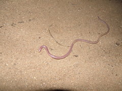 Myriopholis longicauda