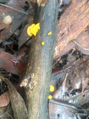 Heterotextus miltinus