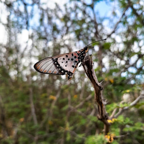 Wandering Donkey Acraea