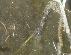 Dolomedes facetus