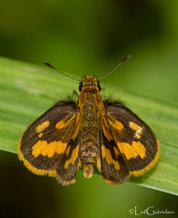 Taractrocera luzonensis