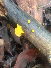 Heterotextus miltinus