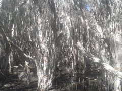 Melaleuca rhaphiophylla
